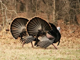 The Annual Turkey Problem: What to Cook and How Not to Screw It Up