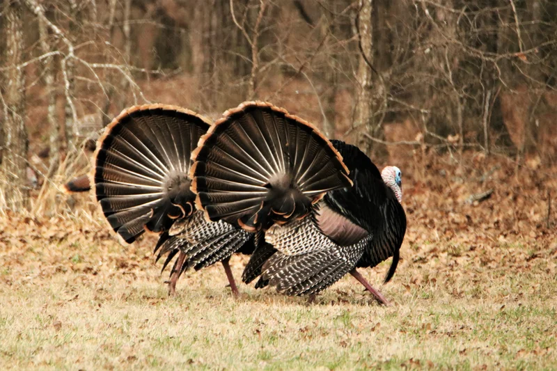 The Annual Turkey Problem: What to Cook and How Not to Screw It Up